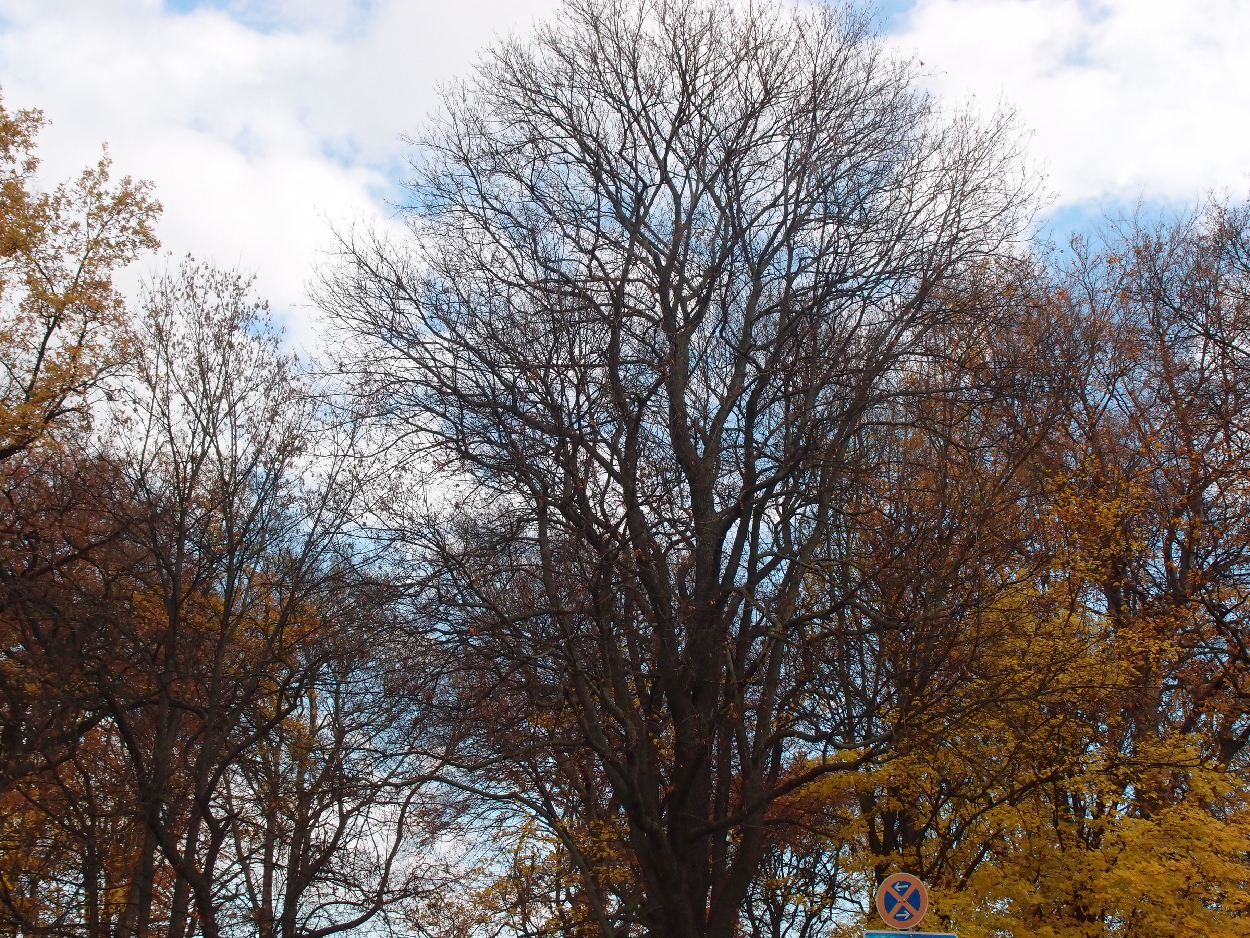 003 2015-11-10 durch die Stadt (Dat Tape 2)